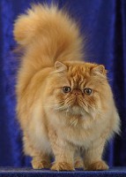 Gato Persa